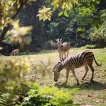 Pengelola Nunggak Sewa Lahan, Pemkot Ambil Alih Lahan Kebun Binatang Bandung