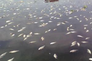 DLH Bekasi Identifikasi Pencemaran Misterius Sungai Kalor