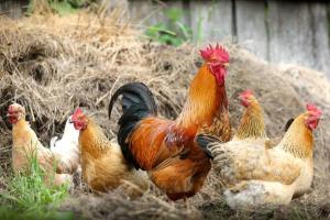 Santri Tani Milenial Diberi Bantuan 500 Ekor Ayam