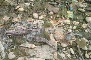 Bupati Bogor Ancam Tutup Perusahaan yang Masih Cemari Sungai