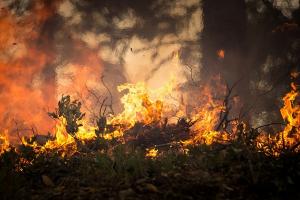 Agustus 2019, Kebakaran Hutan Dominasi Bencana Jabar