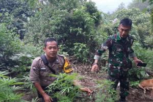 Polisi Temukan Puluhan Pohon Ganja di Gunung Guntur