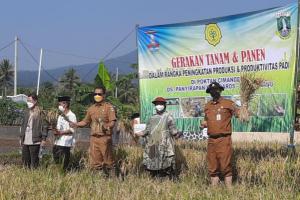 Perkuat Ketahanan Pangan, Pemprov Banten Targetkan 37 Ribu Hektar Lahan Ditanami Padi