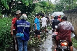 Pasca Hujan Angin, Pemkot Depok Tangani Pohon Tumbang 