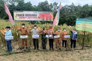 Distanak Kukar Kembangkan Jagung Varietas Unggul JH 29 di Muara Jawa