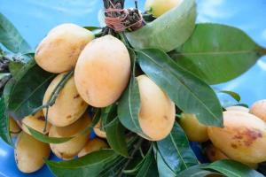 Mangga Food Estate Diyakini Mampu Bersaing di Pasar Timteng dan Eropa