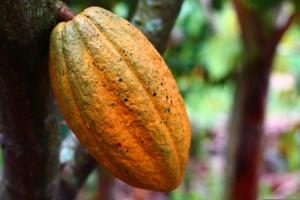 Saatnya Bali Menjadi Unggulan Ekspor Produk Kakao