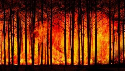 48,53 Hektare Hutan dan Lahan di Gunung Ciremai Terbakar
