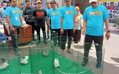 Kontes Ayam Kate Jadi Terobosan Pemkot Sukabumi Tarik Wisatawan