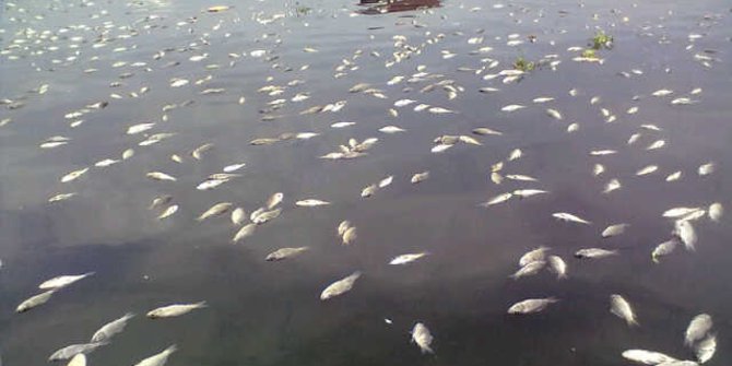 DLH Bekasi Identifikasi Pencemaran Misterius Sungai Kalor