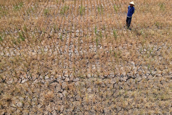 Ribuan Hektar Sawah di Ciamis Terancam Puso