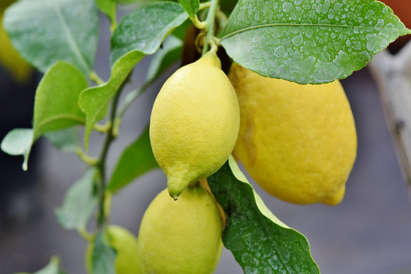 Hirup Aroma Lemon Bikin Merasa Langsing