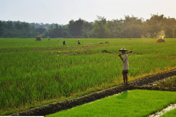 Luas Sawah di Kota Bandung Semakin Menurun