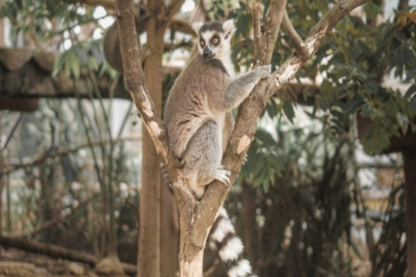 Lihat Lemur Khas Madagskar di Royal Safari Garden