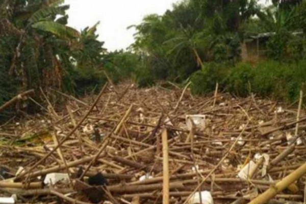 Sungai Cikeas Bekasi Dipenuhi Sampah Bambu
