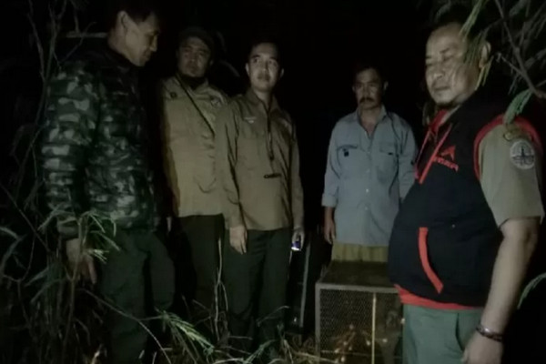 Tiga Kukang Jawa Dilepasliarkan di Cagar Alam Kamojang