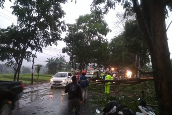 Pohon Tumbang, Jalan Raya Sukabumi-Cianjur Sempat Terputus