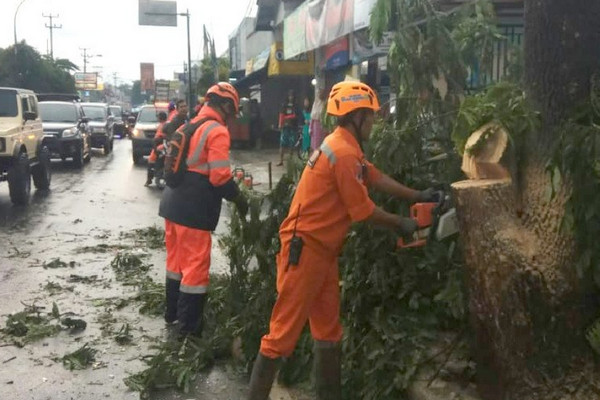 BPBD Tasikmalaya Imbau Warga Waspada Pohon Tumbang