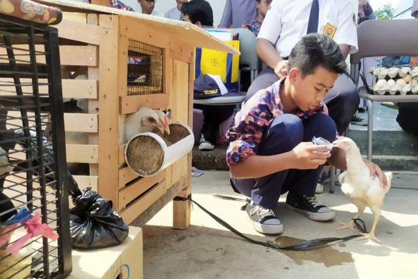 Siswa Rawat Anak Ayam Wali Kota Bandung Mereka Agak Lupa Pada Gadjet