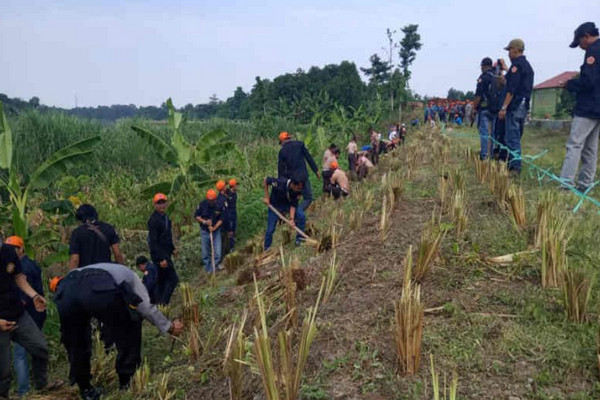 BPBD Indramayu Tanam Rumput Vetiver di Tanggul Sungai Cimanuk