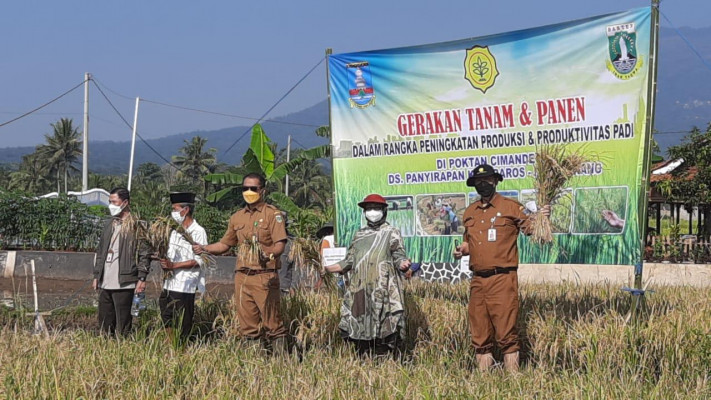 Perkuat Ketahanan Pangan, Pemprov Banten Targetkan 37 Ribu Hektar Lahan Ditanami Padi