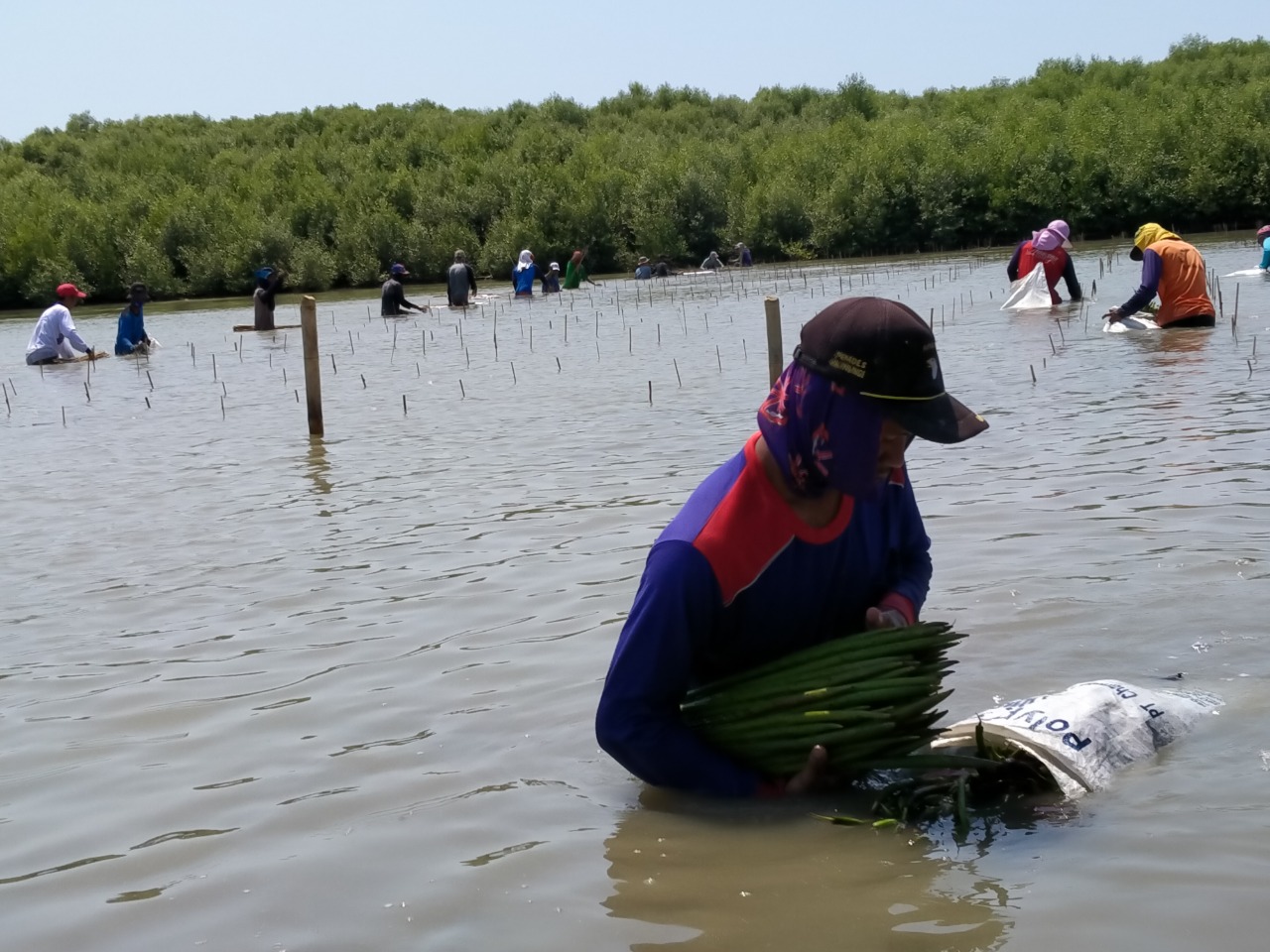 Pemerintah Rehabilitasi 223 Hektare Mangrove 