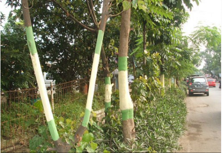 Minimalisir Tumbang, Pohon di Kota Ciamis Akan Dicek Kesehatannya
