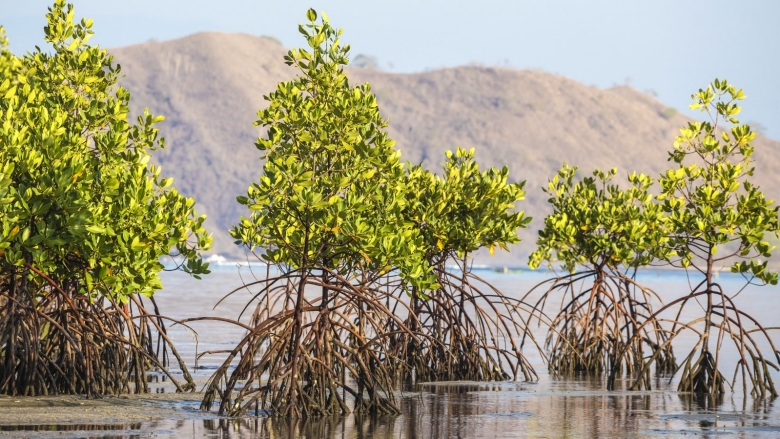 Pemprov Kaltim Targetkan Rehabilitasi 27.244 Hektare Mangrove