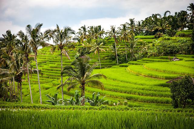  IRRI: Misinformasi Penghargaan untuk RI Tak Perlu Diperlebar