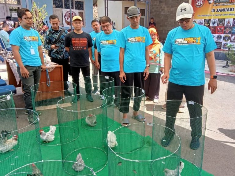 Kontes Ayam Kate Jadi Terobosan Pemkot Sukabumi Tarik Wisatawan