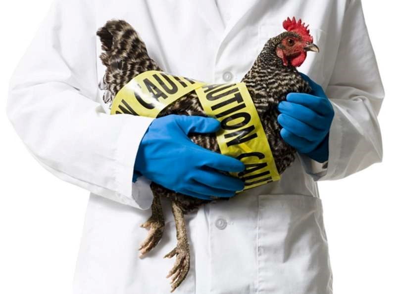 DKPP Jabar Vaksinasi Unggas Cegah Persebaran Flu Burung