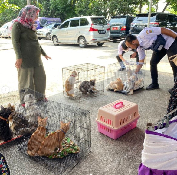 Tekan Populasi Kucing Liar, Pemkab Tangerang Fasilitasi Steril Gratis