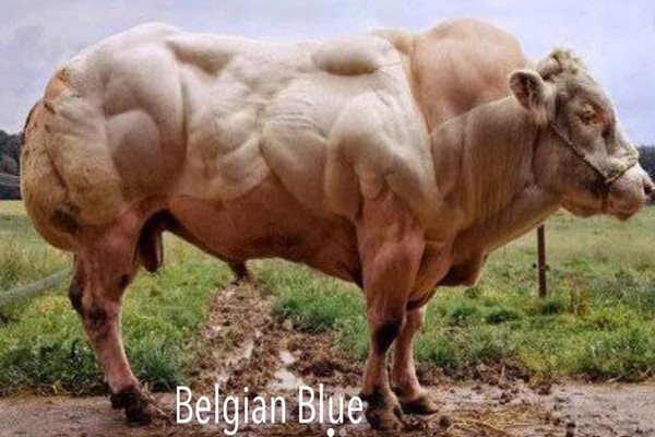 Sapi Belgium Blue dari Belgia yang akan dikembangkan di Provinsi Jabar. (Foto: Instagram - @ridwankamil).